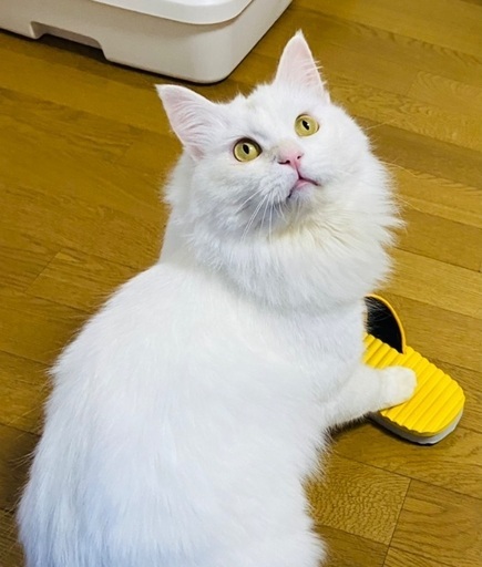 白猫 里親さん探しています すう 北九州の猫の里親募集 ジモティー