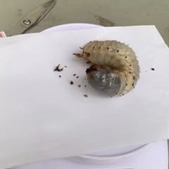 【ネット決済】国産カブトムシ 幼虫 1匹