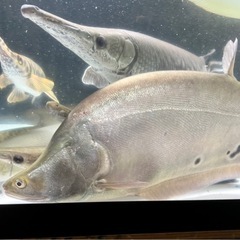 プラチナナイフフィッシュ