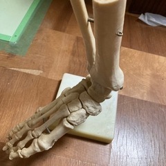 足関節の骨模型
