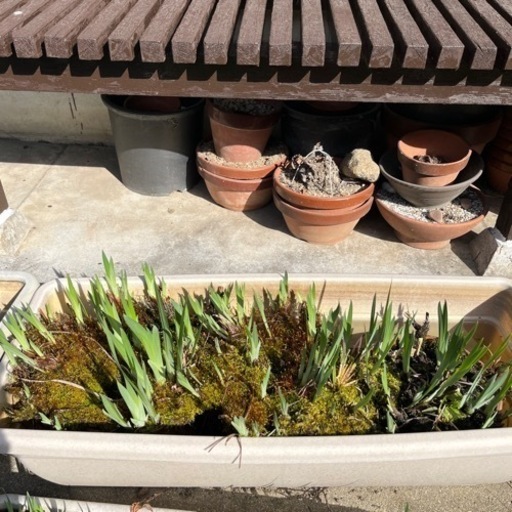 決まりました 花菖蒲3鉢入りプランター2個差し上げます のんのん 泉ヶ丘のその他の中古あげます 譲ります ジモティーで不用品の処分