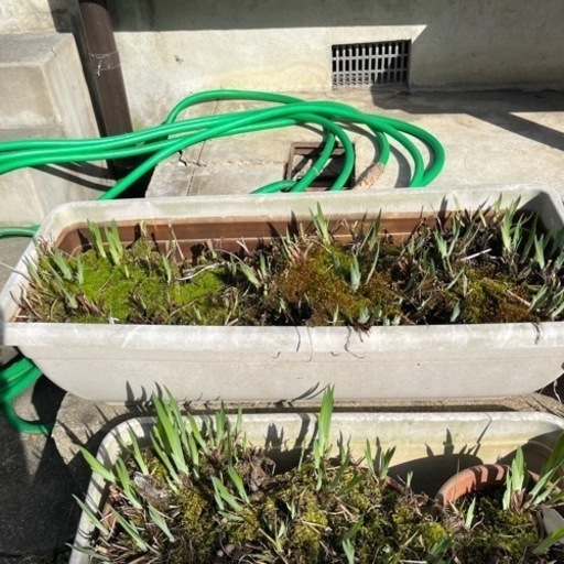 決まりました 花菖蒲3鉢入りプランター2個差し上げます のんのん 泉ヶ丘のその他の中古あげます 譲ります ジモティーで不用品の処分