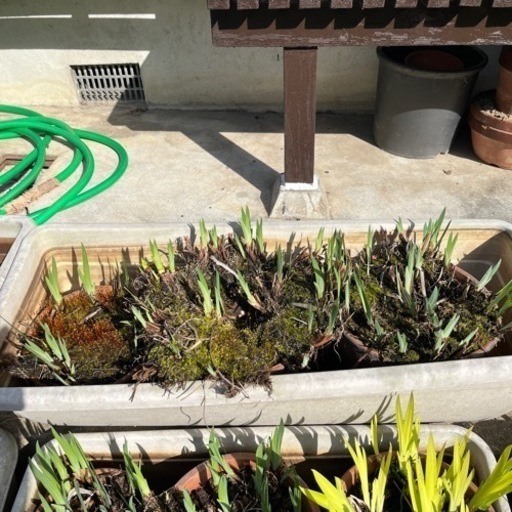 決まりました 花菖蒲3鉢入りプランター2個差し上げます のんのん 泉ヶ丘のその他の中古あげます 譲ります ジモティーで不用品の処分