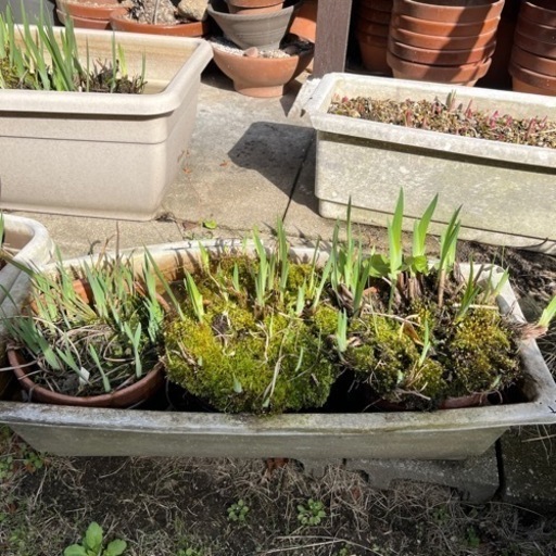 決まりました 花菖蒲3鉢入りプランター2個差し上げます のんのん 泉ヶ丘のその他の中古あげます 譲ります ジモティーで不用品の処分