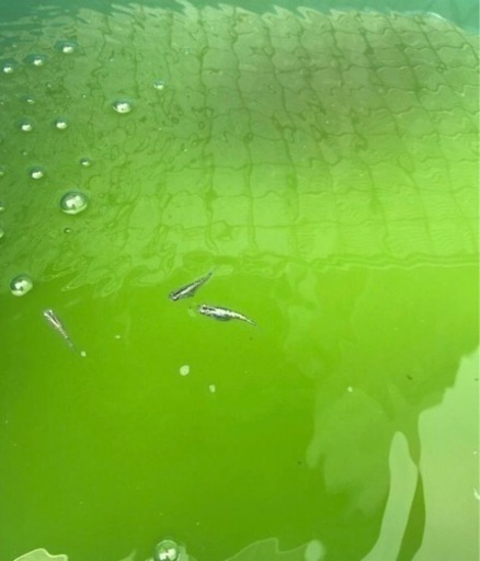 生クロレラ培養グリーンウォーター 種水 ゾウリムシ 稚魚よく育ちます ひゅーが 佐賀のその他の中古あげます 譲ります ジモティーで不用品の処分