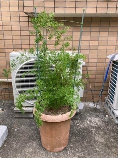 観葉植物 アスパラガス スプレンゲリー 香りのいい花 Coco 豊見城のその他の中古あげます 譲ります ジモティーで不用品の処分