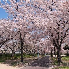  大阪開催　桜の下で盛り上がっちゃおう♪『お花見パーティー』出会...