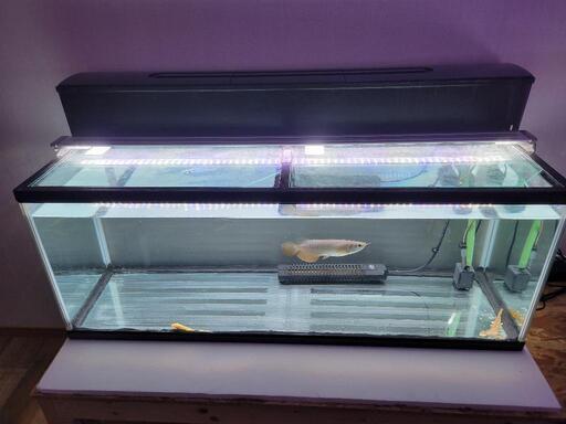 水槽と熱帯魚