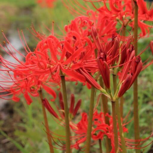 ヒガンバナ赤球根10球彼岸花曼珠沙華リコリス赤花 リンドウ 馬込沢のその他の中古あげます 譲ります ジモティーで不用品の処分