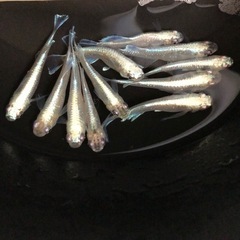 プラチナ星河リアルロングフィン 光体型 稚魚～若魚