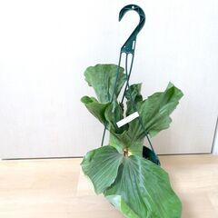 【大株】ビカクシダ エレファントティス