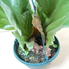 【大株】ビカクシダ エレファントティス