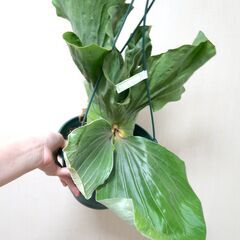 【大株】ビカクシダ エレファントティス