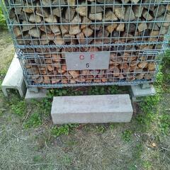 ○在庫残り1個○クヌギコナラカシサクラミックス 35cm前後~40cm前後 約