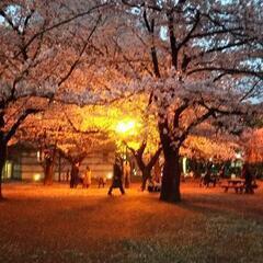 上野の桜もソロソロ散っていきますね✨
