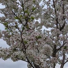 石神井公園でお花見