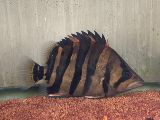ダトニオ　プラスワン
