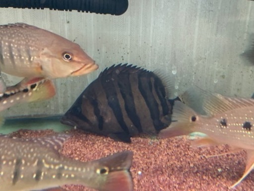 ダトニオ　プラスワン