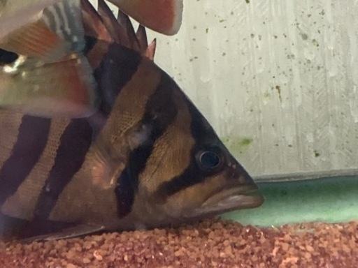 ダトニオ　プラスワン