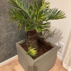 ソテツ　大株 ソテツ大株 大幅値下げ！ 他にアガベもあります