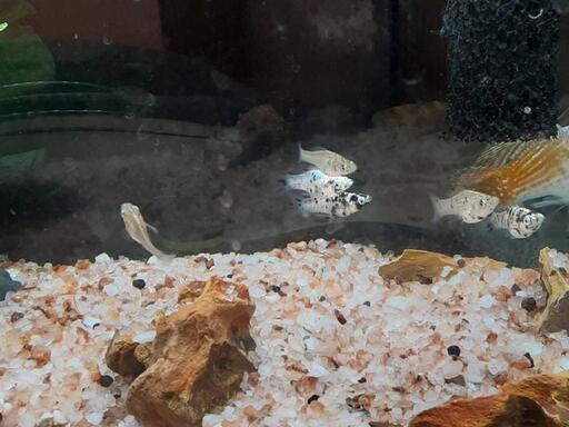 バルーンモーリー稚魚 まいく 海田市のその他の中古あげます 譲ります ジモティーで不用品の処分