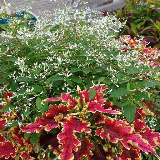 交渉中 植物 コリウス ユーフォルビア寄せ植え たけちゃん てだこ浦西の家具の中古あげます 譲ります ジモティーで不用品の処分
