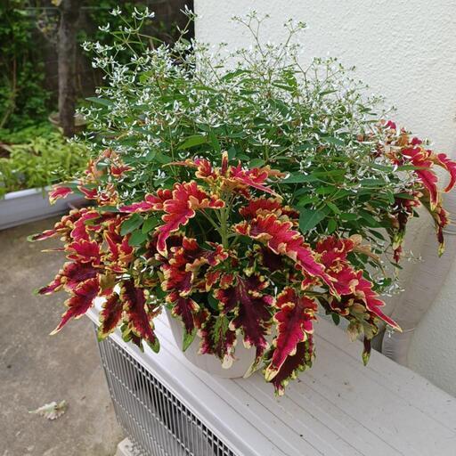 交渉中 植物 コリウス ユーフォルビア寄せ植え たけちゃん てだこ浦西の家具の中古あげます 譲ります ジモティーで不用品の処分