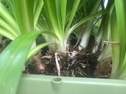 アガパンサス特大球根15球程 ももちゃん 大田の家具の中古あげます 譲ります ジモティーで不用品の処分