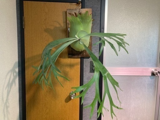 ビカクシダ ウィリンキー (インテリア 観葉植物) ビカクシダ ウィリンキー (インテリア 観葉植物)