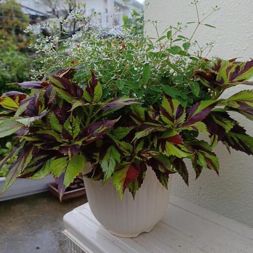 植物 寄せ植え コリウス ユーフォルビア たけちゃん てだこ浦西の家具の中古あげます 譲ります ジモティーで不用品の処分