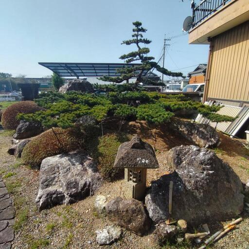 希少】四国 五葉松 ピラミッド形 庭木 盆栽【特大】