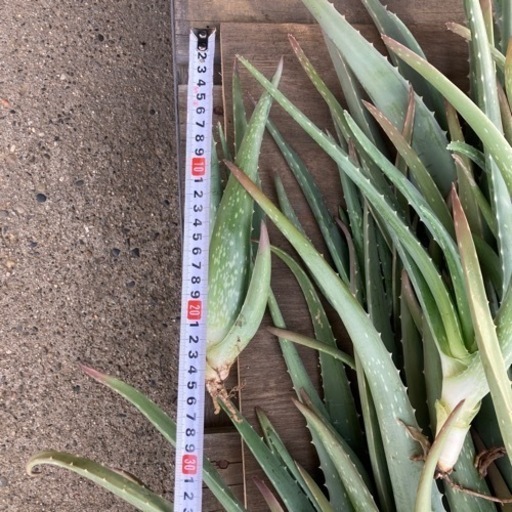 アロエベラ苗販売いたします Cz 干潟のその他の中古あげます 譲ります ジモティーで不用品の処分