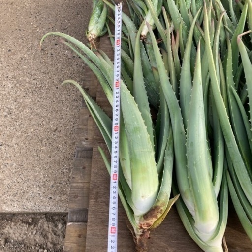 アロエベラ苗販売いたします Cz 干潟のその他の中古あげます 譲ります ジモティーで不用品の処分