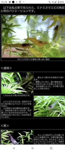 ミナミヌマエビ４色確認 Bagu 安里の車のパーツの中古あげます 譲ります ジモティーで不用品の処分