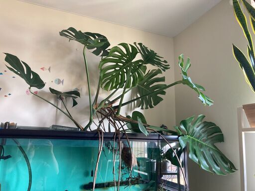 [観葉植物] モンステラ