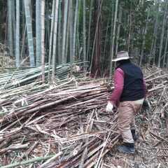 助けてください。　助っ人を探しています。　イノシシ対策に竹藪整備中！
