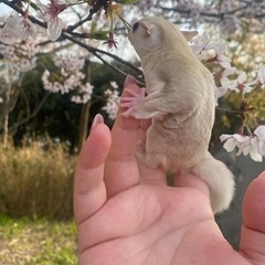 ご家族募集中のクリミノくん♡