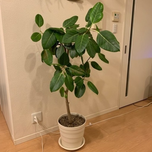 アルテシマ　アルテシーマ　ゴムの木　観葉植物　8号