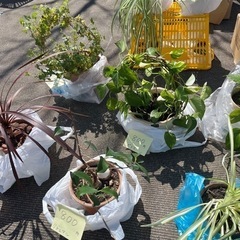 観葉植物の大　色々