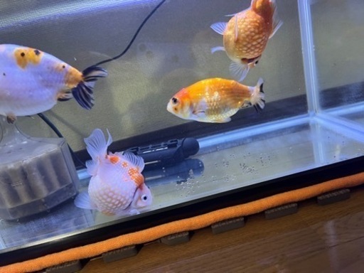 金魚4匹の里親を探しています ミホ 浦安のその他の里親募集 ジモティー