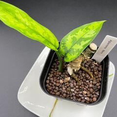 中古アグラオネマが無料 格安で買える ジモティー