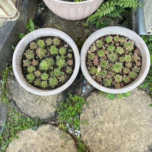 多肉植物1鉢 ねこ 宮崎の家具の中古あげます 譲ります ジモティーで不用品の処分 多肉植物1鉢 ねこ 宮崎の家具の中古あげます 譲ります ジモティーで不用品の処分
