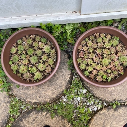 多肉植物1鉢 ねこ 宮崎の家具の中古あげます 譲ります ジモティーで不用品の処分 多肉植物1鉢 ねこ 宮崎の家具の中古あげます 譲ります ジモティーで不用品の処分