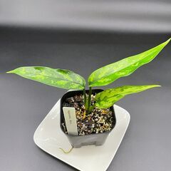 中古アグラオネマが無料 格安で買える ジモティー