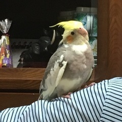 オカメインコが逃げてしまいました。