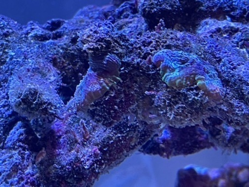 ライブロック サンゴ 海水魚