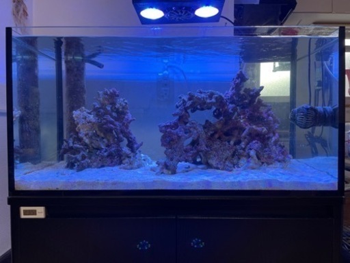 ライブロック サンゴ 海水魚 w2-worldbuffet.co.uk