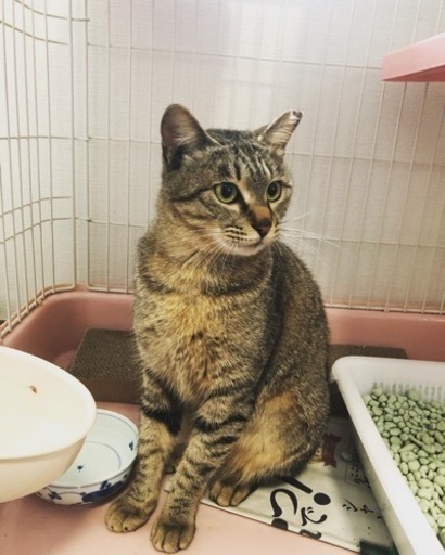 幸福の鍵しっぽ 小柄で可愛いキジトラちゃん Rosalie 宇部新川の猫の里親募集 ジモティー
