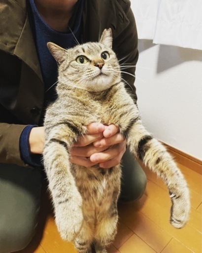 幸福の鍵しっぽ 小柄で可愛いキジトラちゃん Rosalie 宇部新川の猫の里親募集 ジモティー