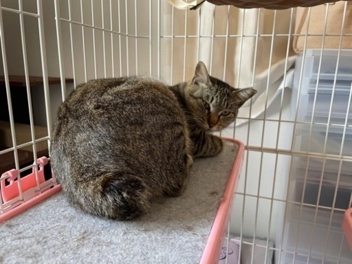 幸福の鍵しっぽ 小柄で可愛いキジトラちゃん Rosalie 宇部新川の猫の里親募集 ジモティー